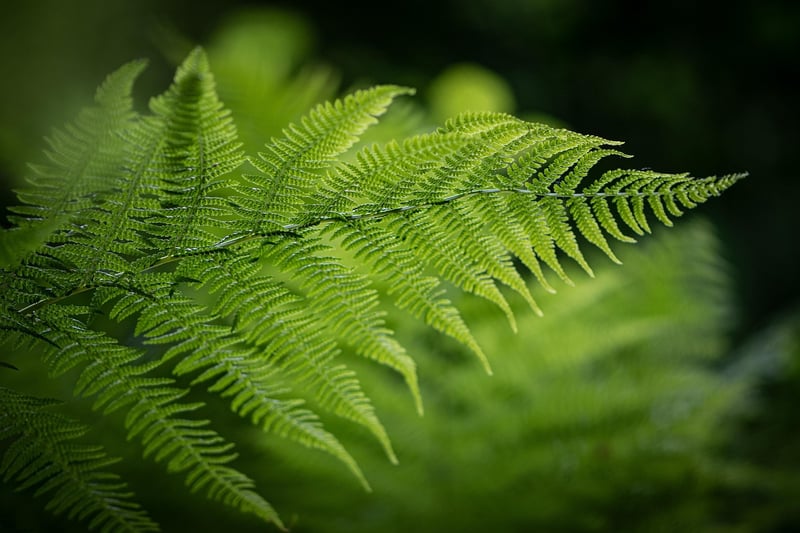 Fabled Ferns