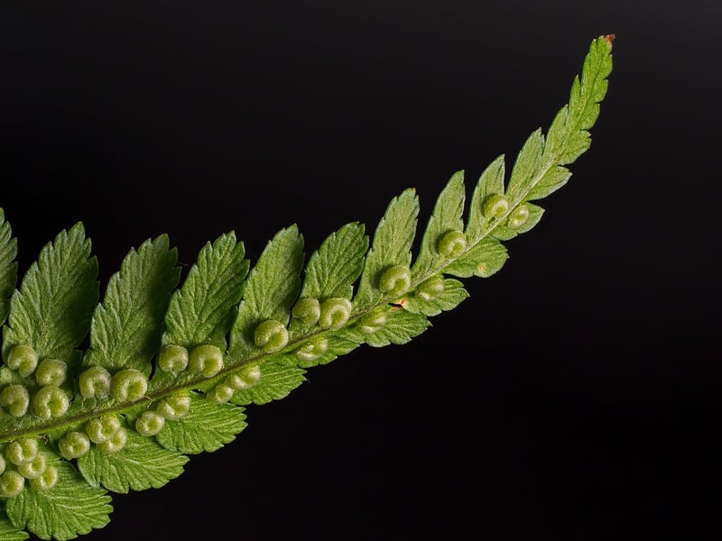Fern Flower