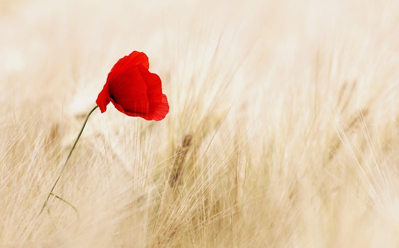 Mystical Flowers