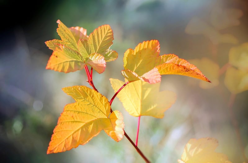 Gardening Myths