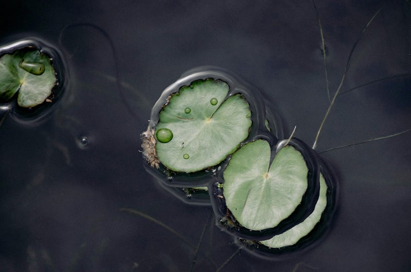 Lotus Flowers