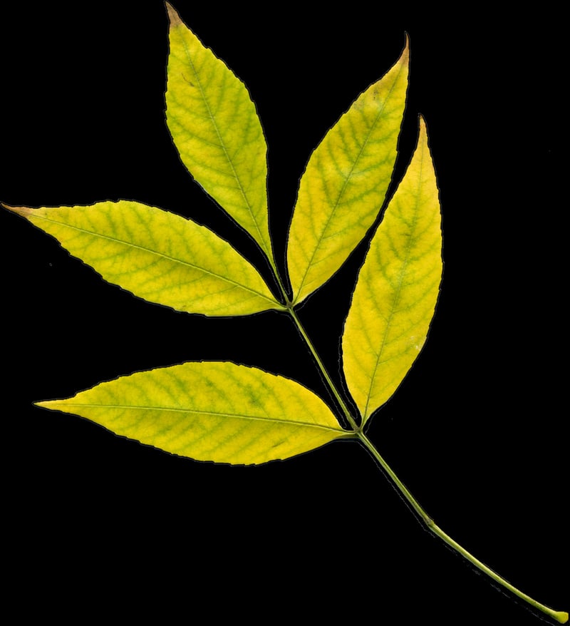 Mandrake Plant