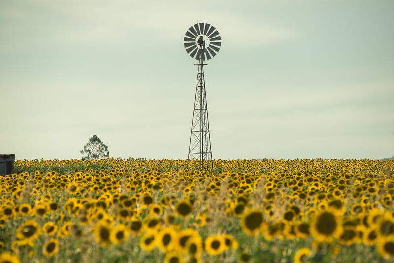 Sunflower